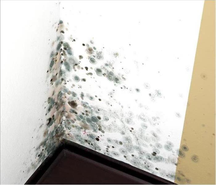 Mold growing on a wall